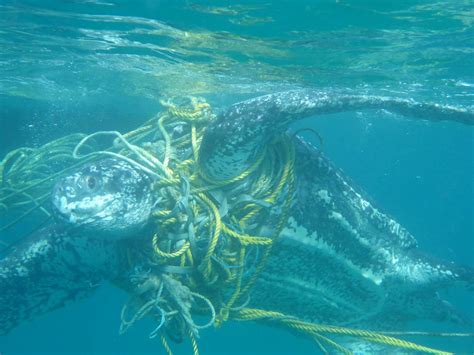 Sea Creatures Caught In Plastic