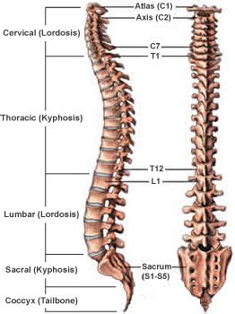 Just like on a map, a region refers to a certain area. Regions of the Spine » SONSA