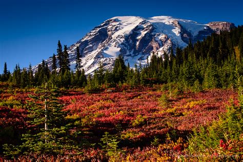 Mount Rainier Paradise Autumn Colors