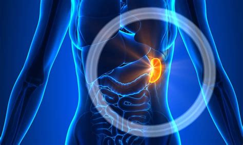 Cary Gastroenterology Associates What Is Enlarged Spleen Causes