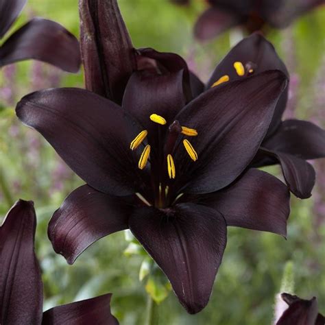 Black lily flowers for sale. Black Pearl Asiatic Lily | Asiatic lilies, Bulb flowers ...