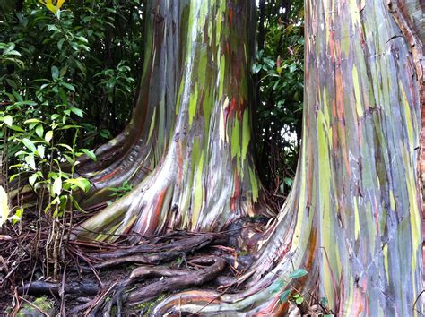 Picture I Took Of A Rainbow Eucalyptus In Maui Hawaii Rainbow