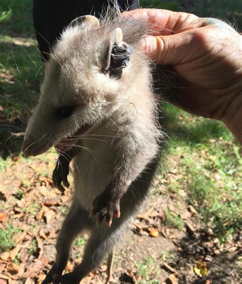 Opossum Removal Candc Wildlife Control