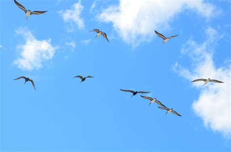 Free Picture Bird Blue Sky Wildlife Flight Seagull Flock Cloud