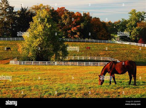 Lexington Racehorse Hi Res Stock Photography And Images Alamy