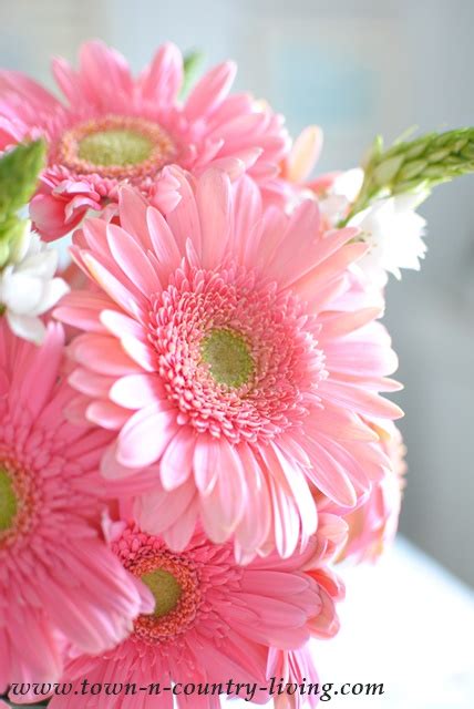Why I Love Pink Gerbera Daisies Town And Country Living