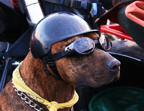 Steely Dog Helmet Dogs Biker Dog