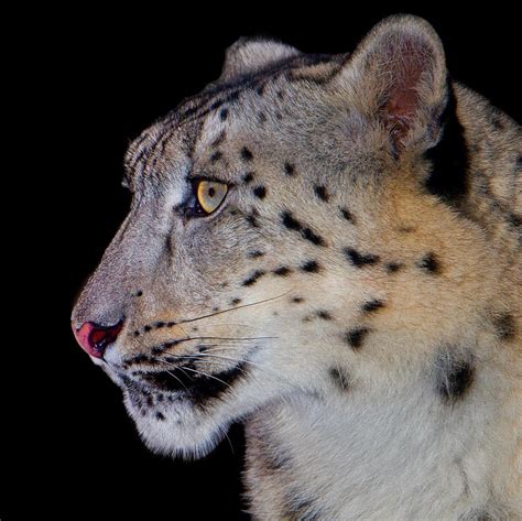 Portrait Ii Of A Snow Leopard Photograph By John Absher Pixels