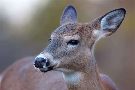 female white tailed deer