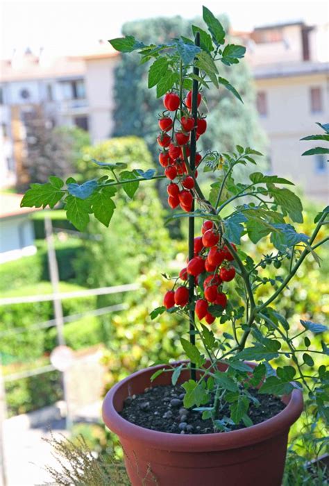 Come Coltivare I Pomodori Donnad