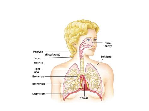Pengertian Sistem Pernafasan Organ Fungsi Dan Jenis Jenisnya Hot Sex