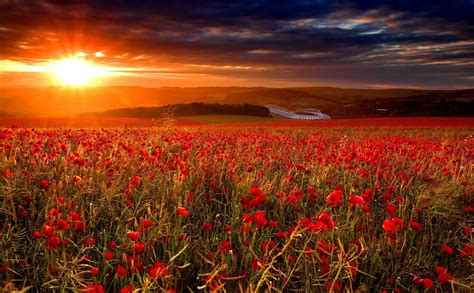 Poppy Fields At Sunset Wallpapers Wallpaper Cave