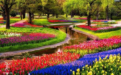 Dù được biết đến là biểu tượng của xứ sở hà lan, nhưng nguồn gốc thực sự của hoa tulip lại được rất tổng quan về hoa tulip. Vườn hoa Keukenhof Hà Lan - vườn hoa Tulip lớn nhất thế giới