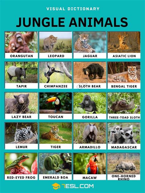 Jungle Animals 20 Animals That Live In The Jungle And Their