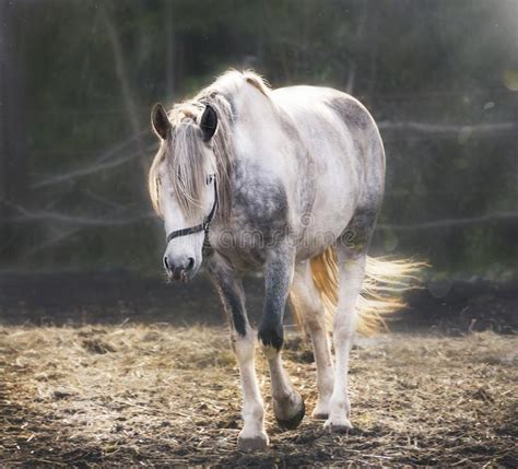 Beautiful White Horse With Long Mane And Tail Dapple Gray Mare Feeding