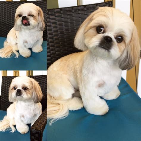 Grooming nina the shih tzu kitty talks dogs transgroom. Gemma the Shih tzu in a modified teddy cut. - Yelp