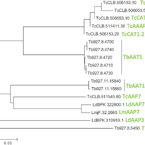 phenogram of t brucei amino acid transporters phylogenetic download scientific diagram