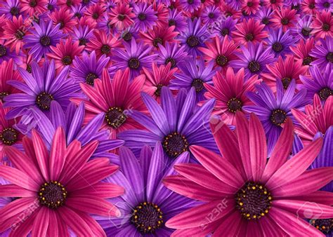 Pink And Purple Flowers Background Stock Photo 11122326 Purple
