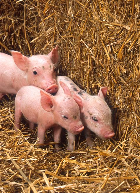3 Darling Little Piglets In The Hay Farm Animals Cute Animals Baby