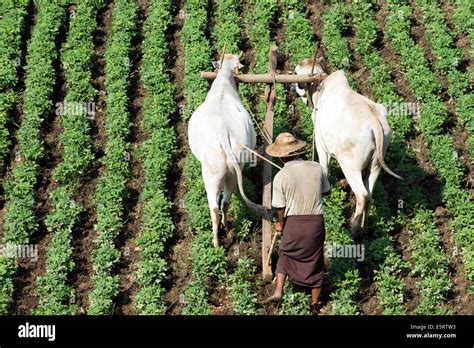 Groundnut Field Hi Res Stock Photography And Images Alamy