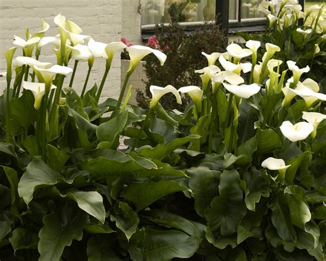 Calla Aethiopica Bulbs — Buy Online At Farmer Gracy Uk