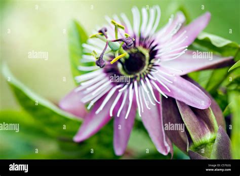 Close Up Macro Image Of The Vibrant Passiflora Caerulea Summer Flower