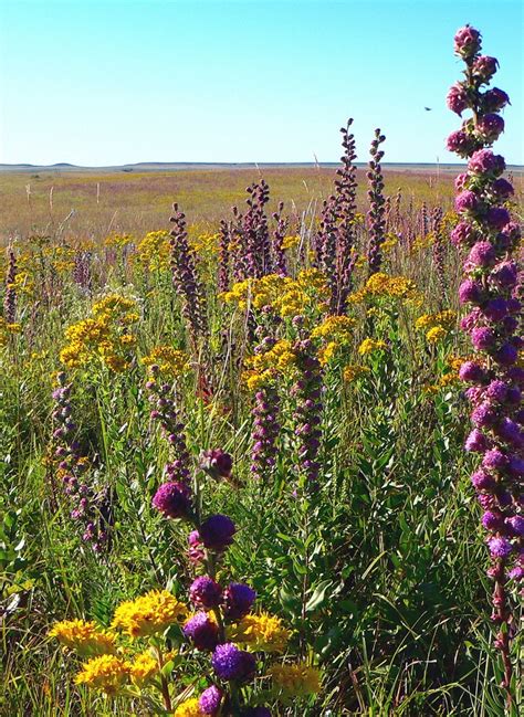 11 Reasons To Create Our American Prairie In 2022 Flint Hills