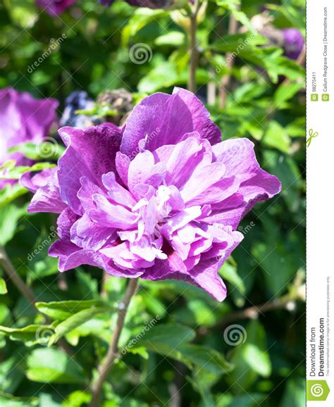Close Up Of Pretty Pink Flower In Summer Light Stock Image Image Of