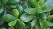 Planta Jade: Dicas de Cultivo e Curiosidades! - Verde na Web