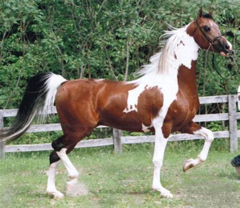American Saddlebred American Saddlebred Horse Breeds ცხენის