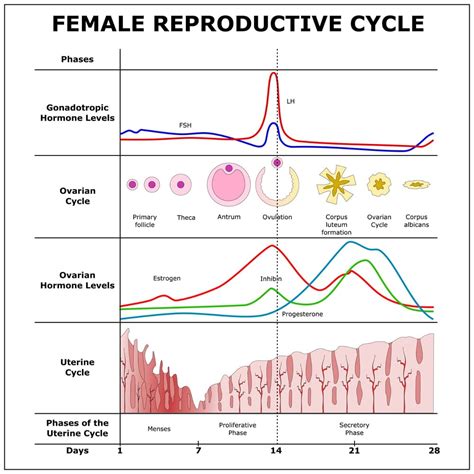 What Are The Phases Of The Menstrual Cycle Science Abc