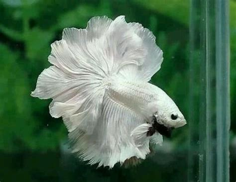 Moon Tail Fighter Fish Looks Like An Angel With A Flowy White