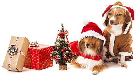 And if there is none that aroused your interest, then. Top 20 Best Selling Christmas Gifts for Dogs and Dog ...