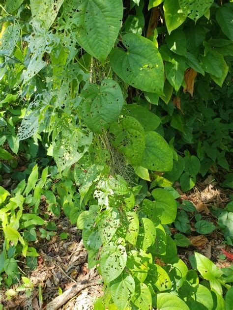At ground level, its leaves shade out seedlings and herbs, forming acres of monoculture and attracting rodents. This vine with heart shaped leaves is an inedible variety ...