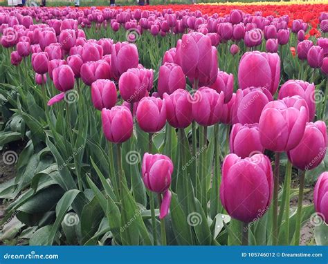 A Beautiful Field Of Gorgeous Pink Tulips In Full Bloom Stock Photo