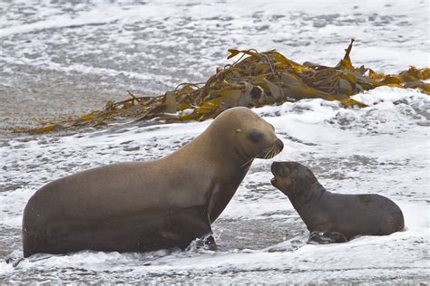 Antarctica And South America South American Sea Lions