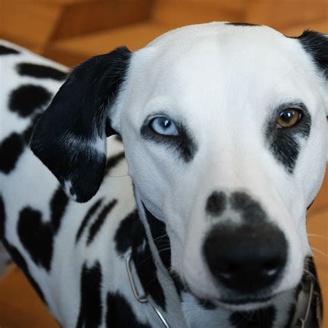150 Names For Dogs With 2 Different Eye Colors Heterochromia