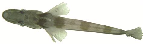 Researchers Complete Genome Of Antarctic Blackfin Icefish
