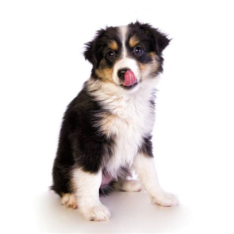 We aim not to make profit from the sale of our puppies but for the satisfaction and happy testimonies of every home that gets a puppy from us. Mini Australian Shepherd Puppy For Sale Near Me