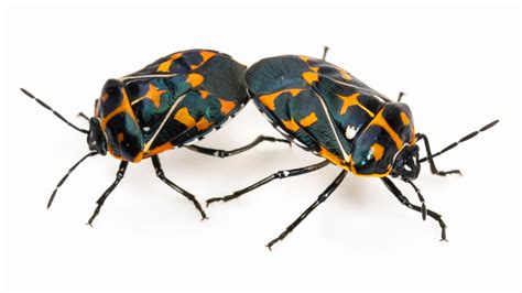 The Shocking Sex Secrets Of Insects The New York Times
