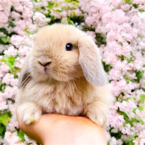 Adorable Bunny Surrounded By Flowers Cute Baby Bunnies Cute Baby