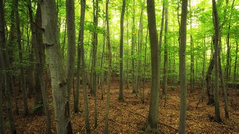 The Nhbs Introduction To Habitats Woodland
