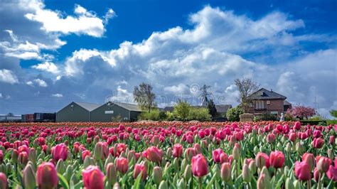 House With Fresh Tulip Flowers Garden Stock Image Image Of Blooming