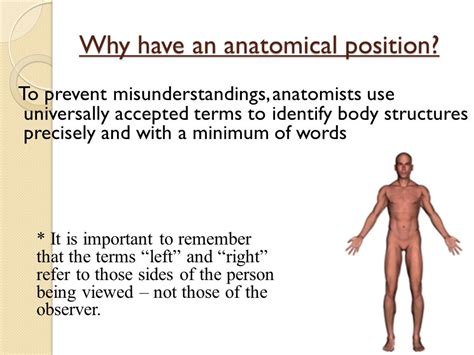 Describe The Anatomical Position And Explain Why It Is Used