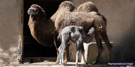 2024 Is The ‘international Year Of Camelids