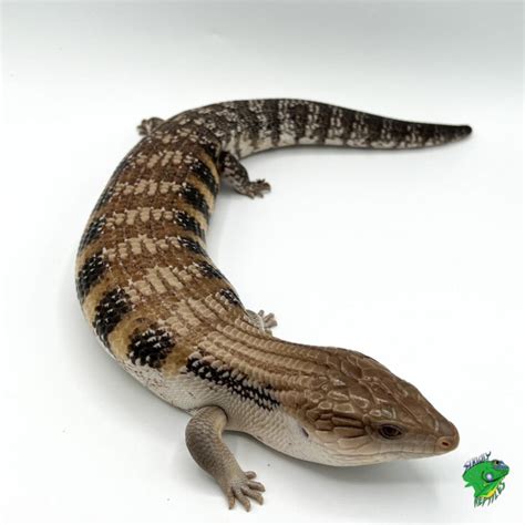 Northern Blue Tongue Skink Adult Slight Stub Strictly Reptiles Inc