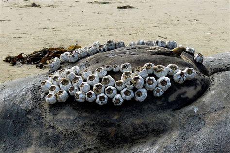 Barnacles On Skin Wallpapers Gallery