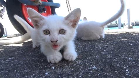 猫島の子猫が愛くるしくカワイイ Cutecat 猫動画 Youtube