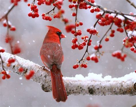 6 Proven Ways To Attract Cardinals Taste Of Home