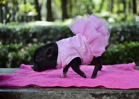 Miniature Pigs Become A Trendy New Pet In Mexico City The Japan Times